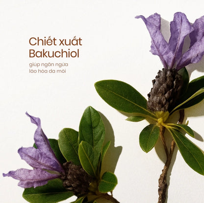 Nhã Lipstick – The Shades of Elegance